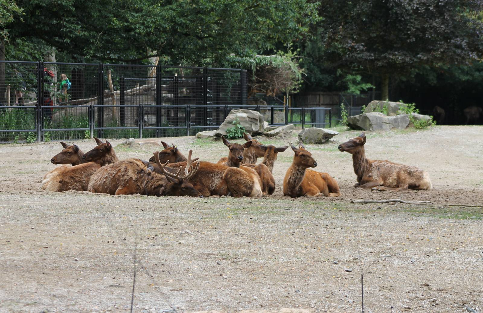 Enclosure ( part of it ) Wapitis