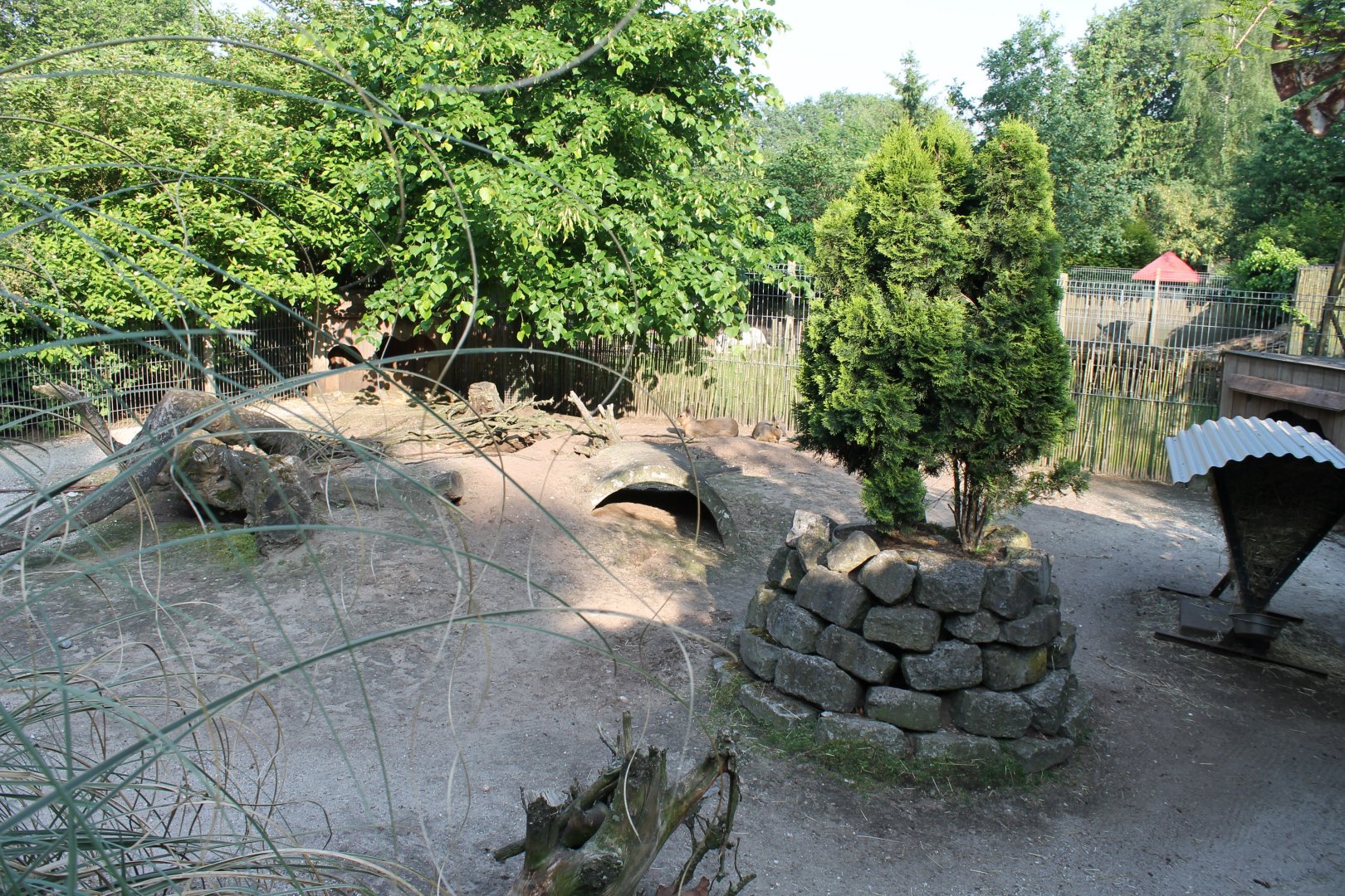 Enclosure Patagonian cavy