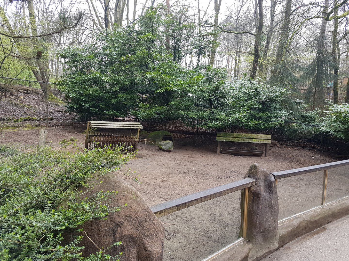 Enclosure Patagonian cavy