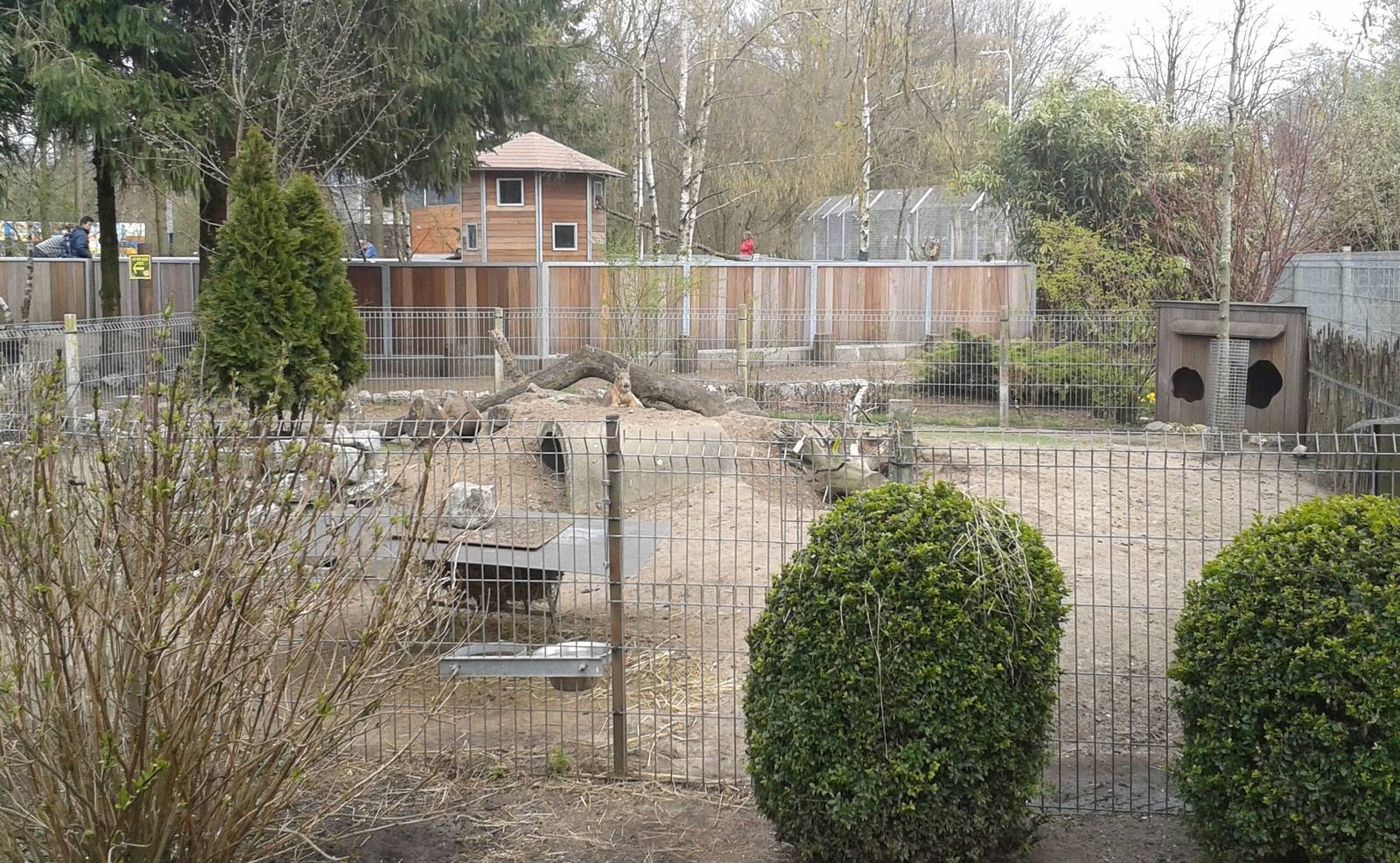 enclosure Patagonian cavy's