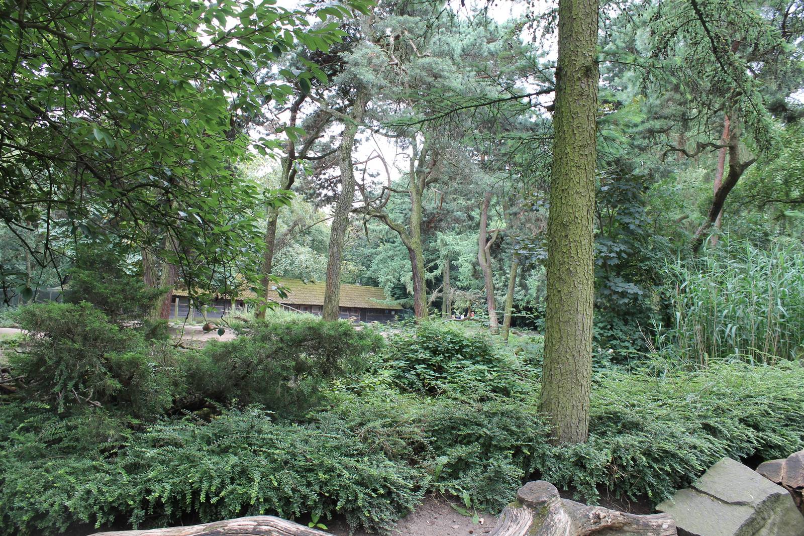 Enclosure Pere David's deer