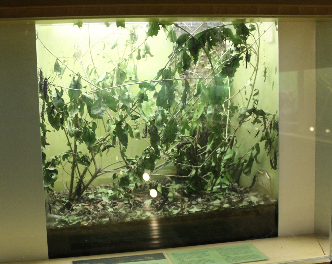 Enclosure Peruphasma schultei