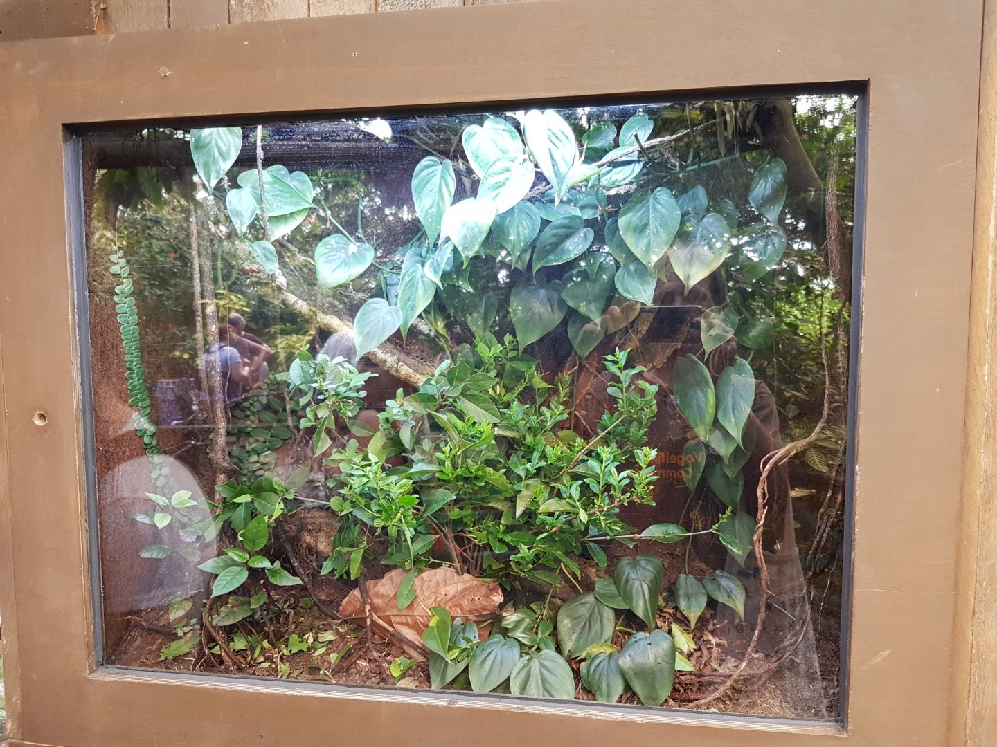 Enclosure Peruphasma schultei