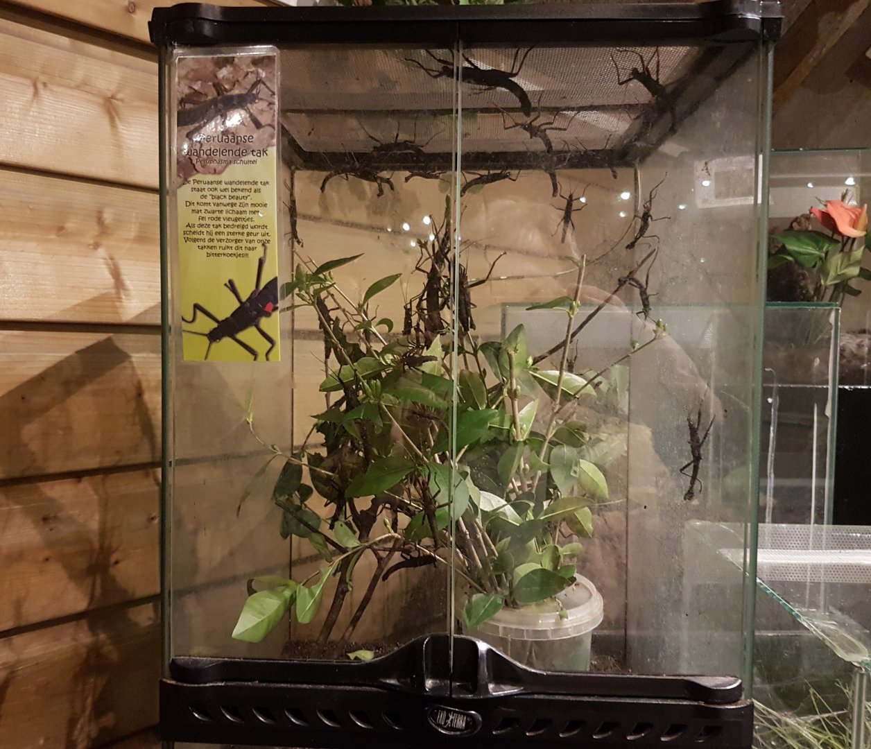 Enclosure Peruphasma