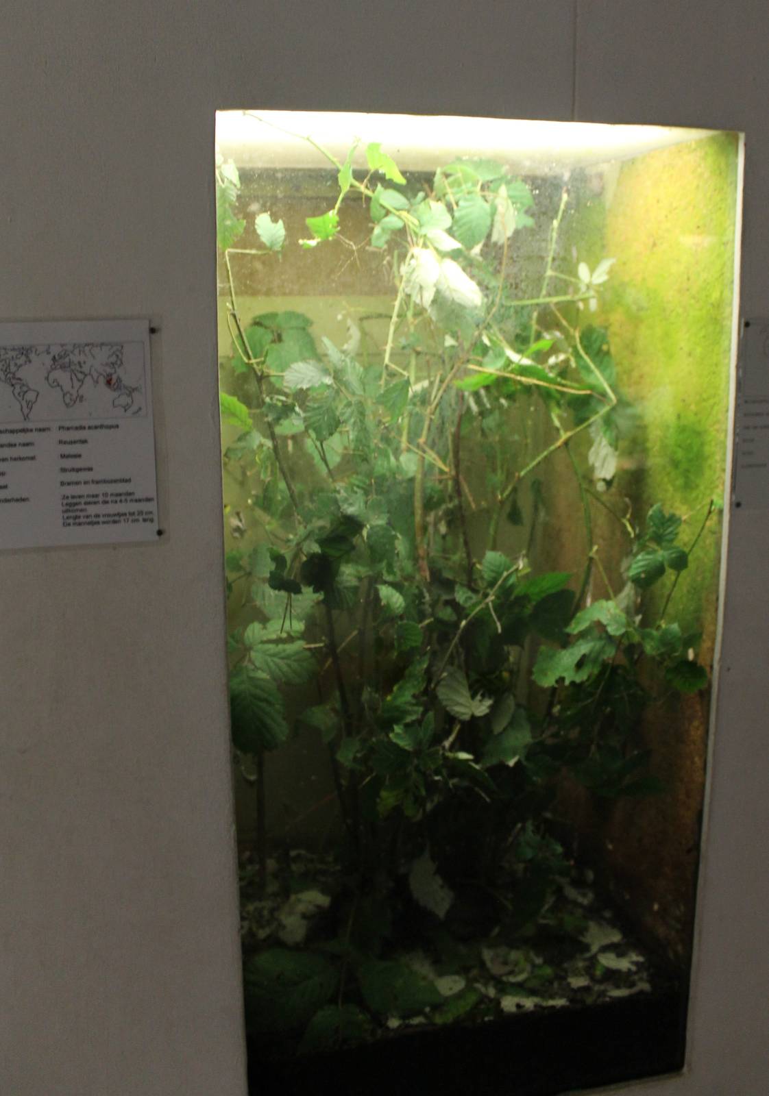 Enclosure Phamadia acanthopus