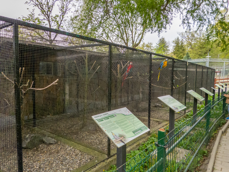 enclosure pheasant and parrots