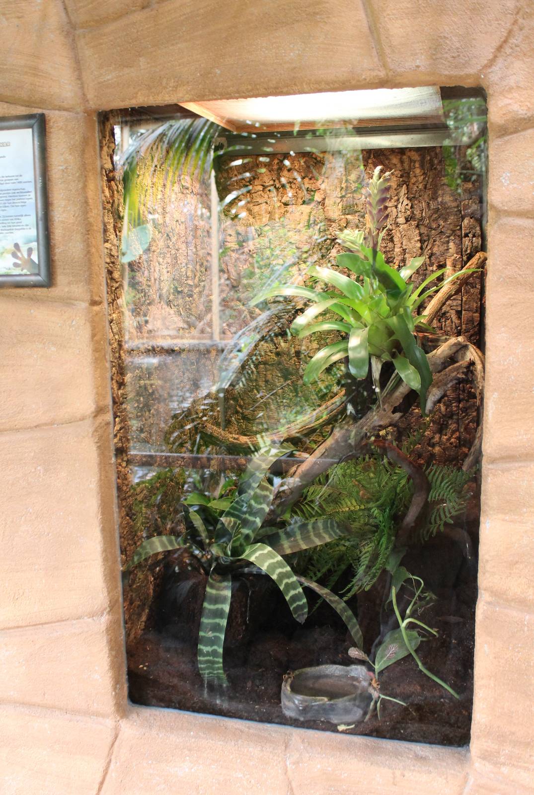 Enclosure Phelsuma grandis