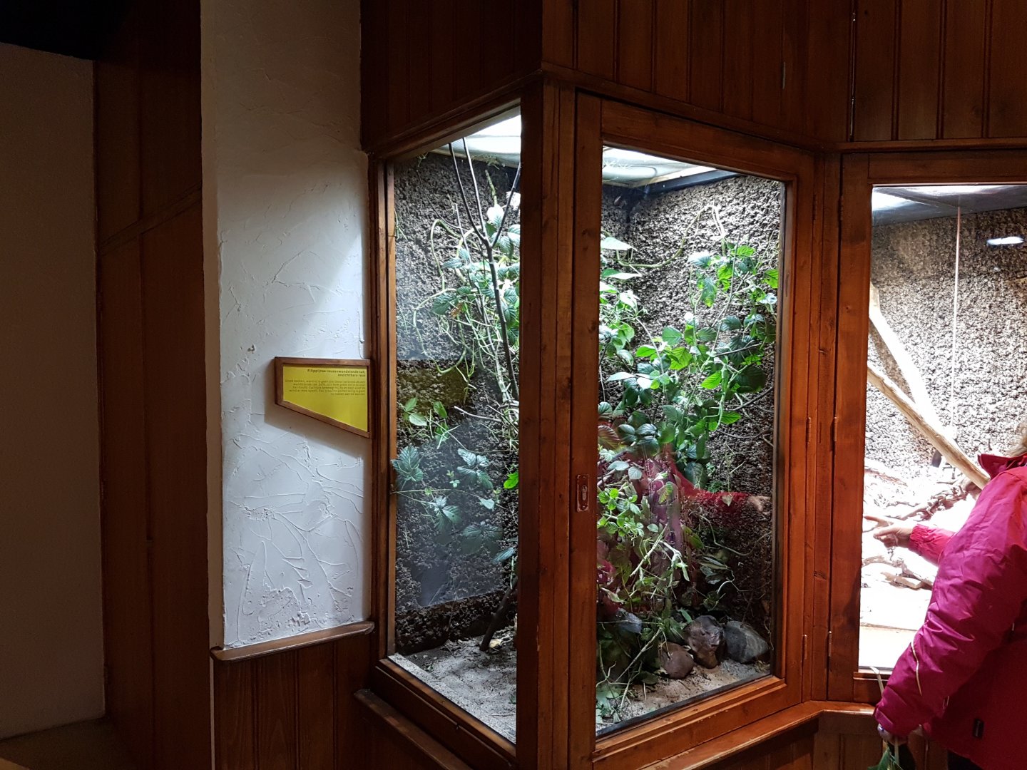 Enclosure Philippine giant stick-insect