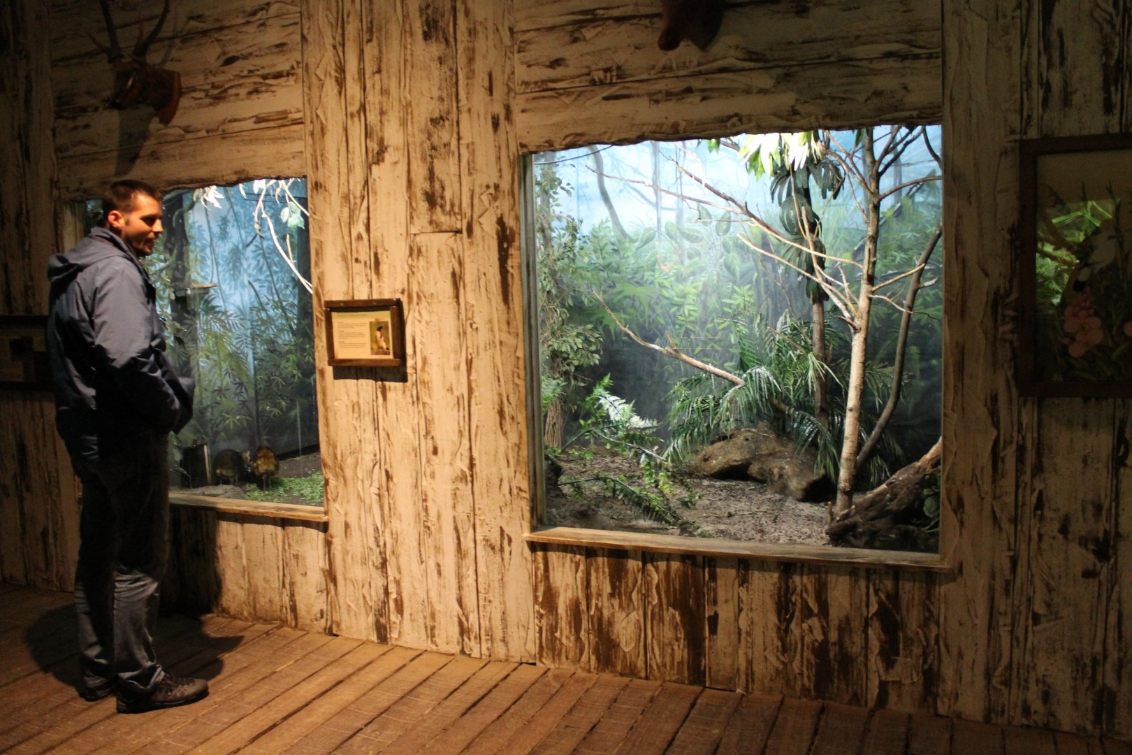 Enclosure Philippine mouse deer