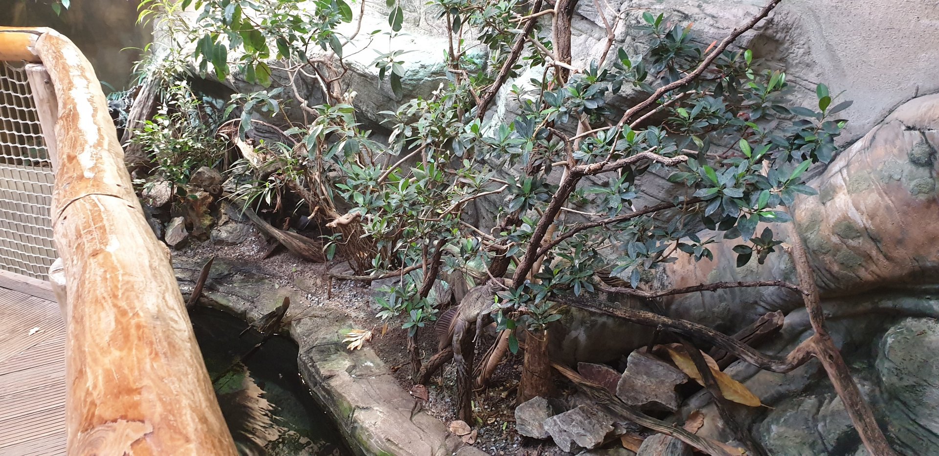 Enclosure Philippine sail-fin lizard