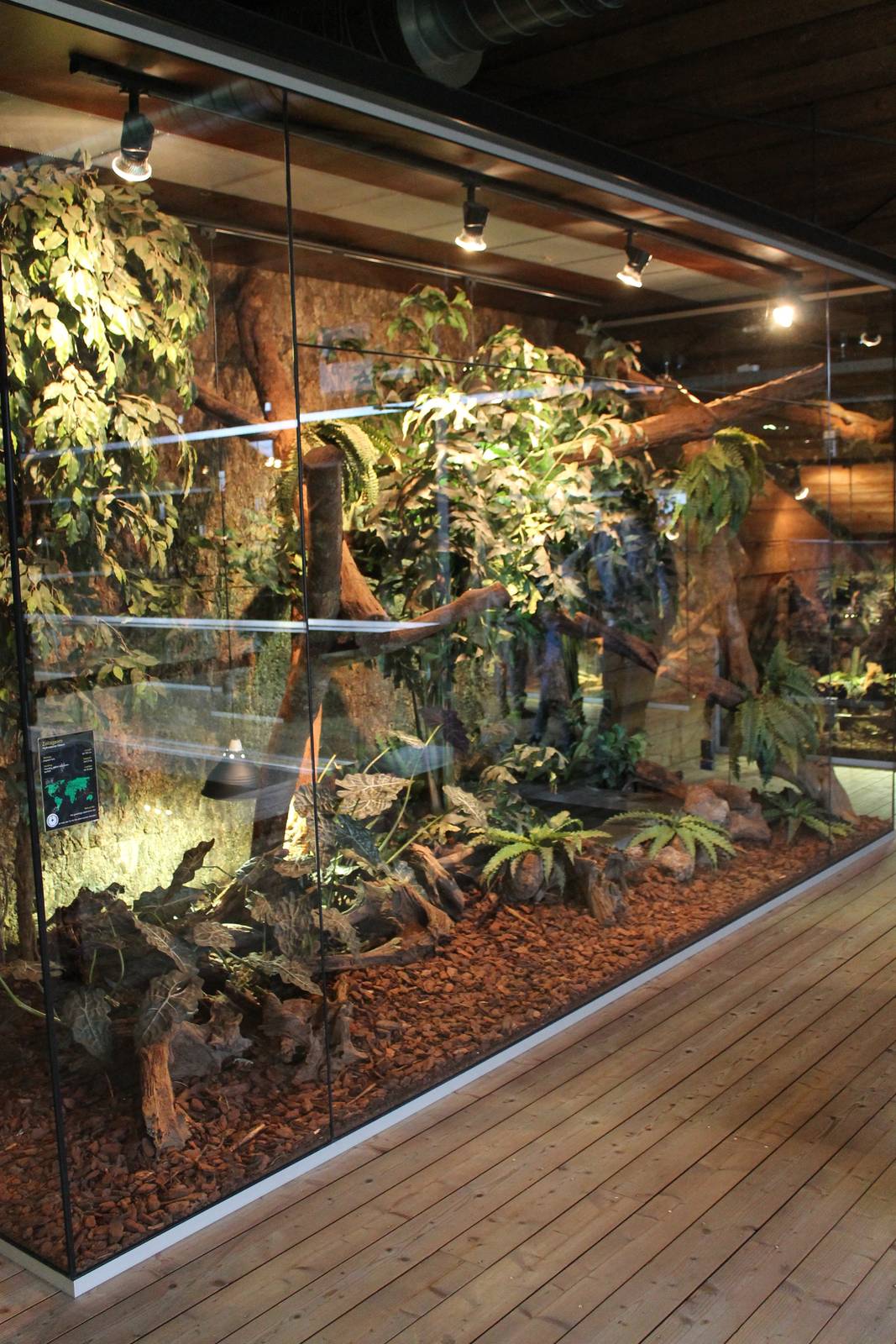 Enclosure Philippine sailfin lizard