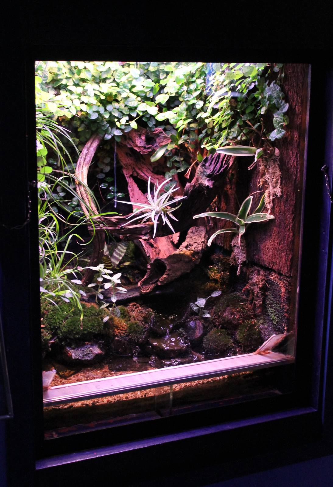 Enclosure Phyllobates bicolor