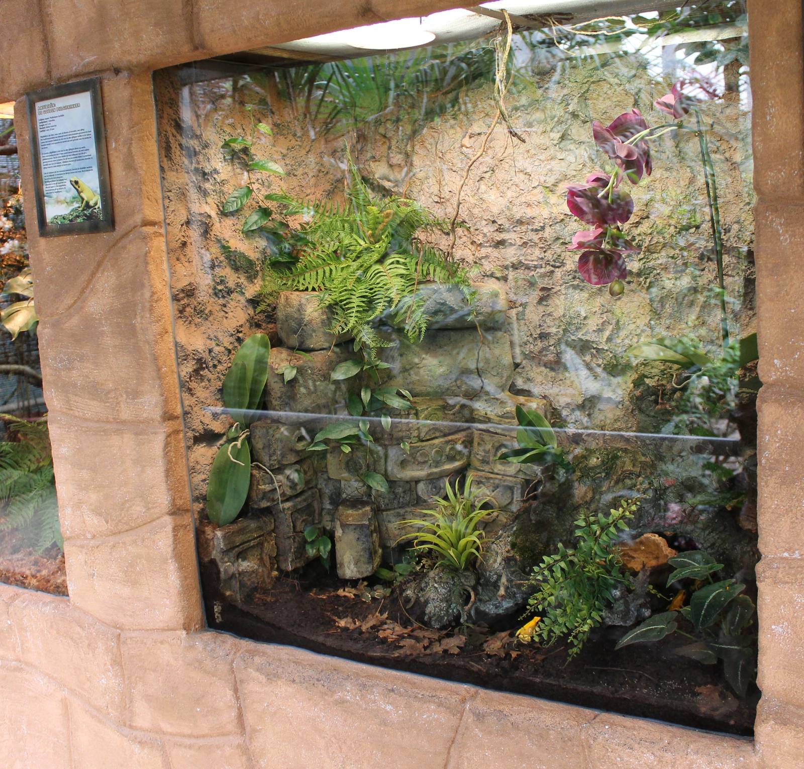 Enclosure Phyllobates terribilis