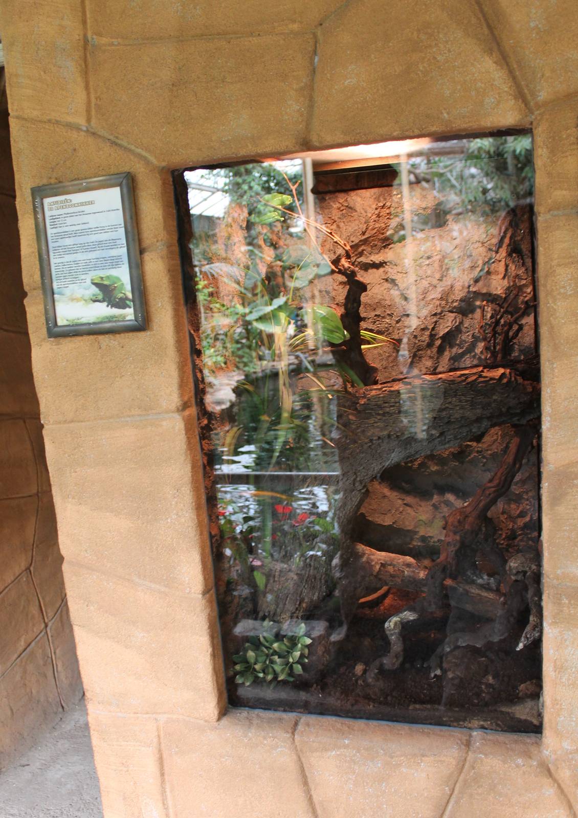 Enclosure Phyllomedusa bicolor