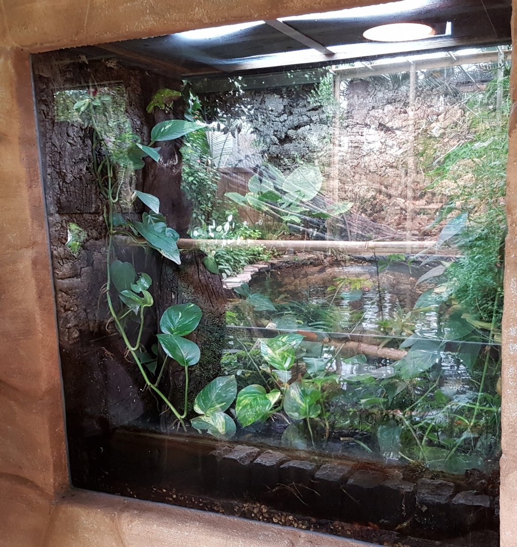 Enclosure Phyllomedusa bicolor