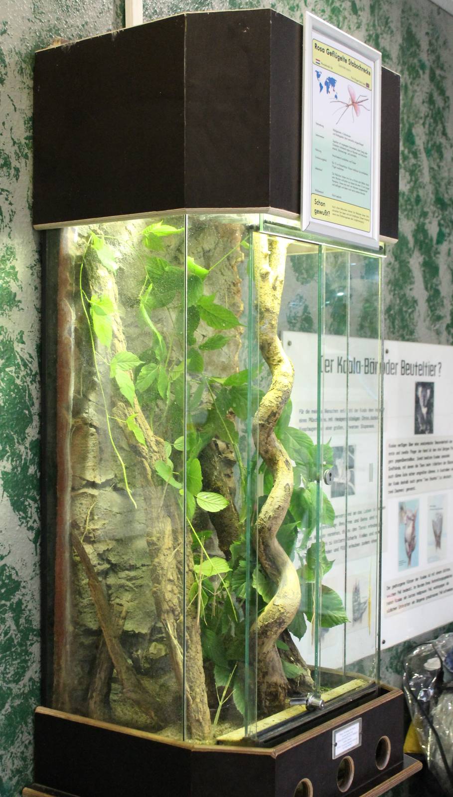 Enclosure Pink-winged stick insect