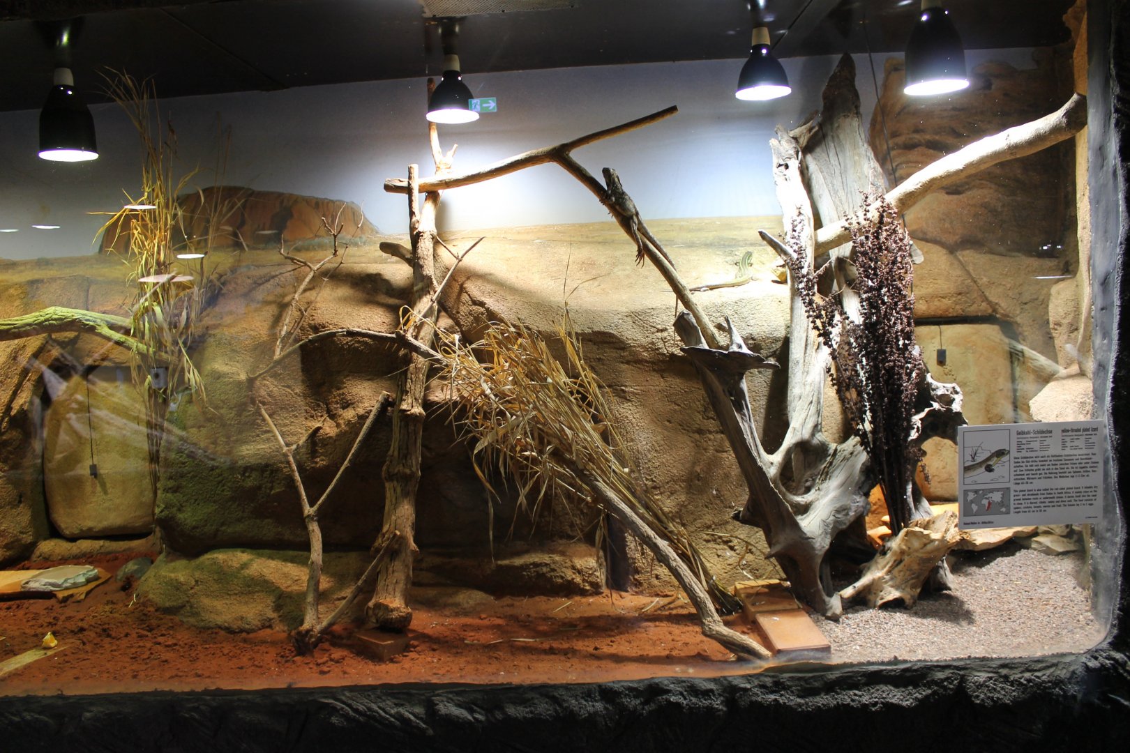 Enclosure Plated lizard - Frill-neckedlLizard