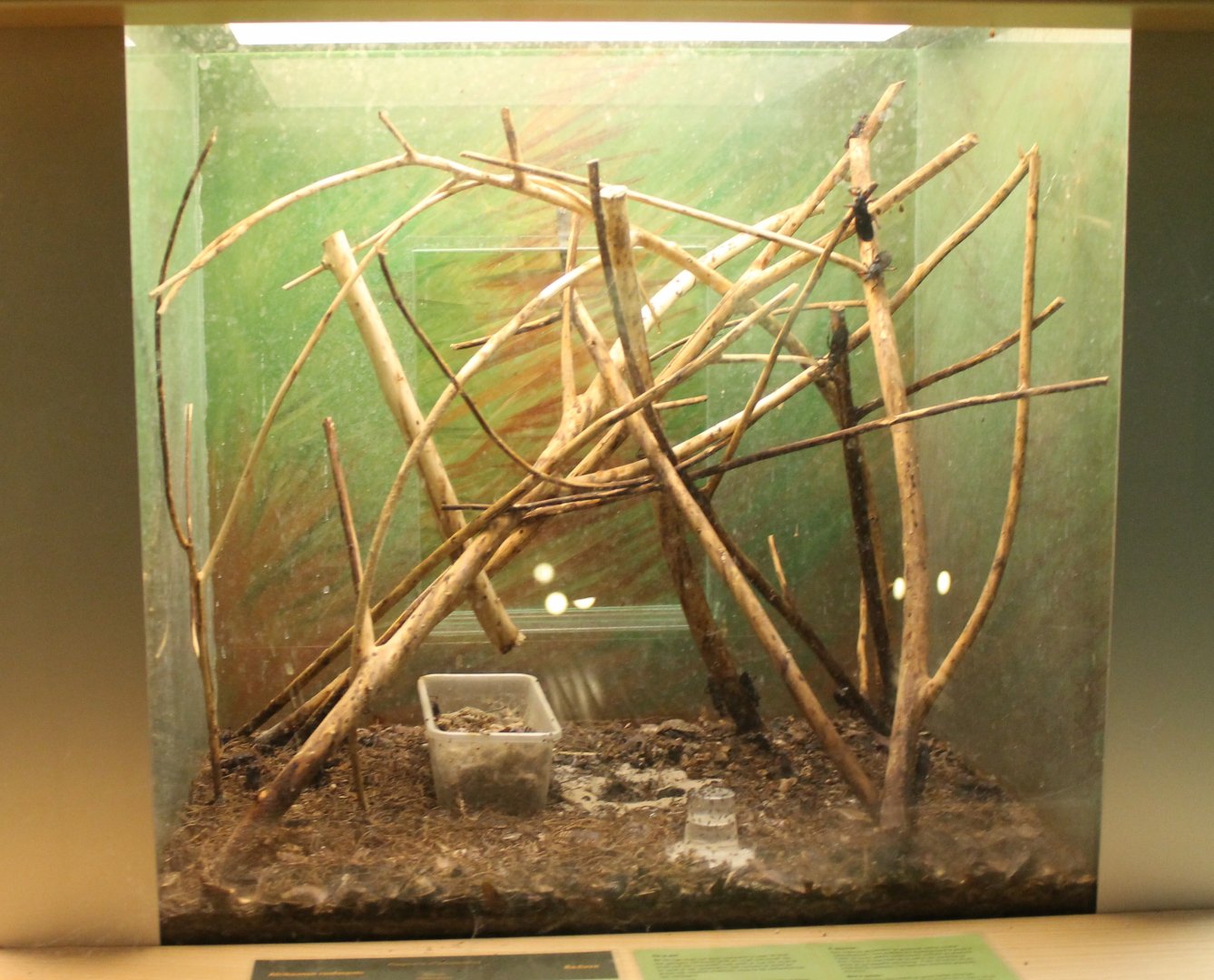 Enclosure Platymeris rhadamanthus