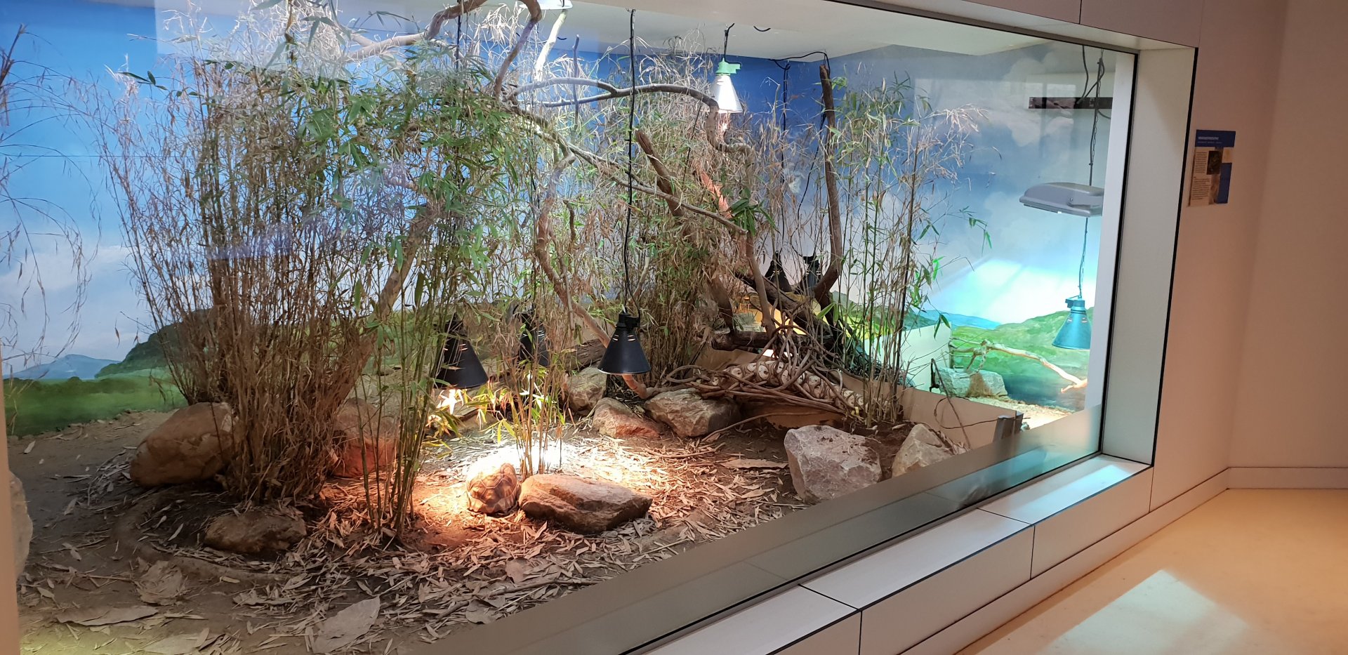 Enclosure Ploughshare tortoise and Common spider tortoise