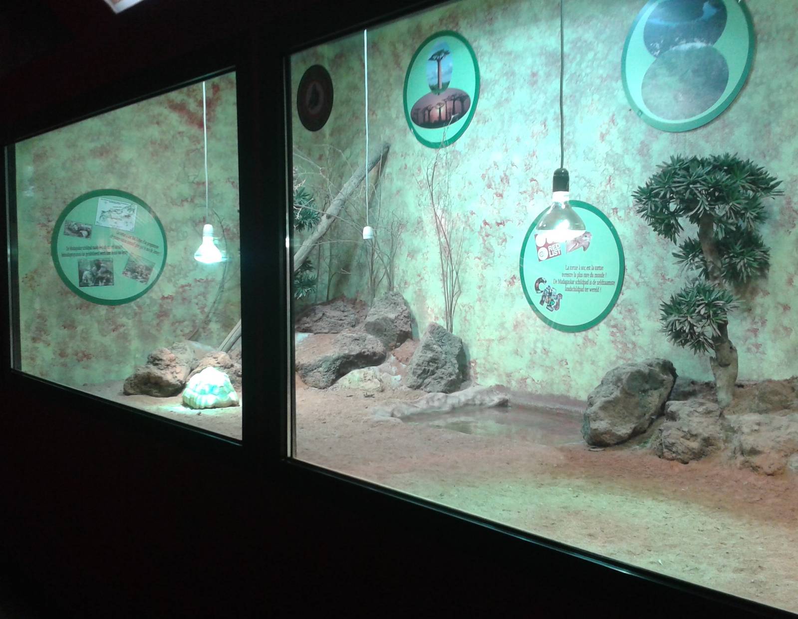 Enclosure Ploughshare tortoise