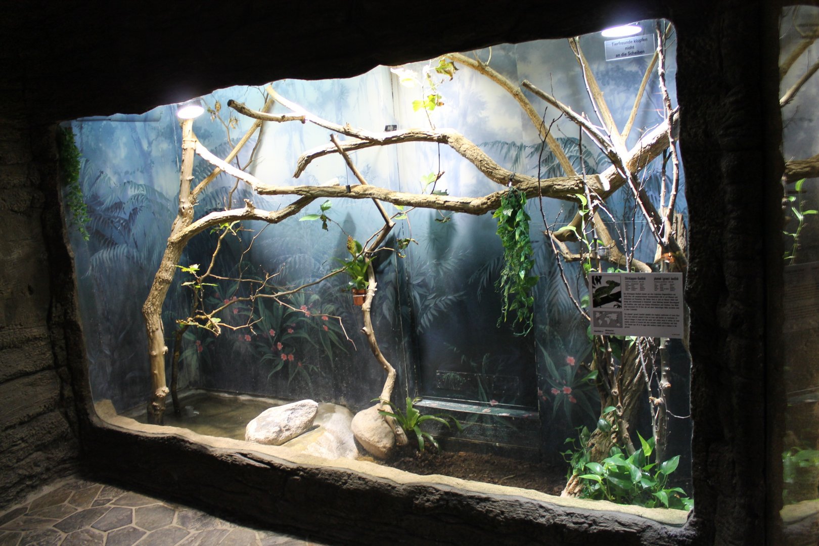 Enclosure Plumed basilisk
