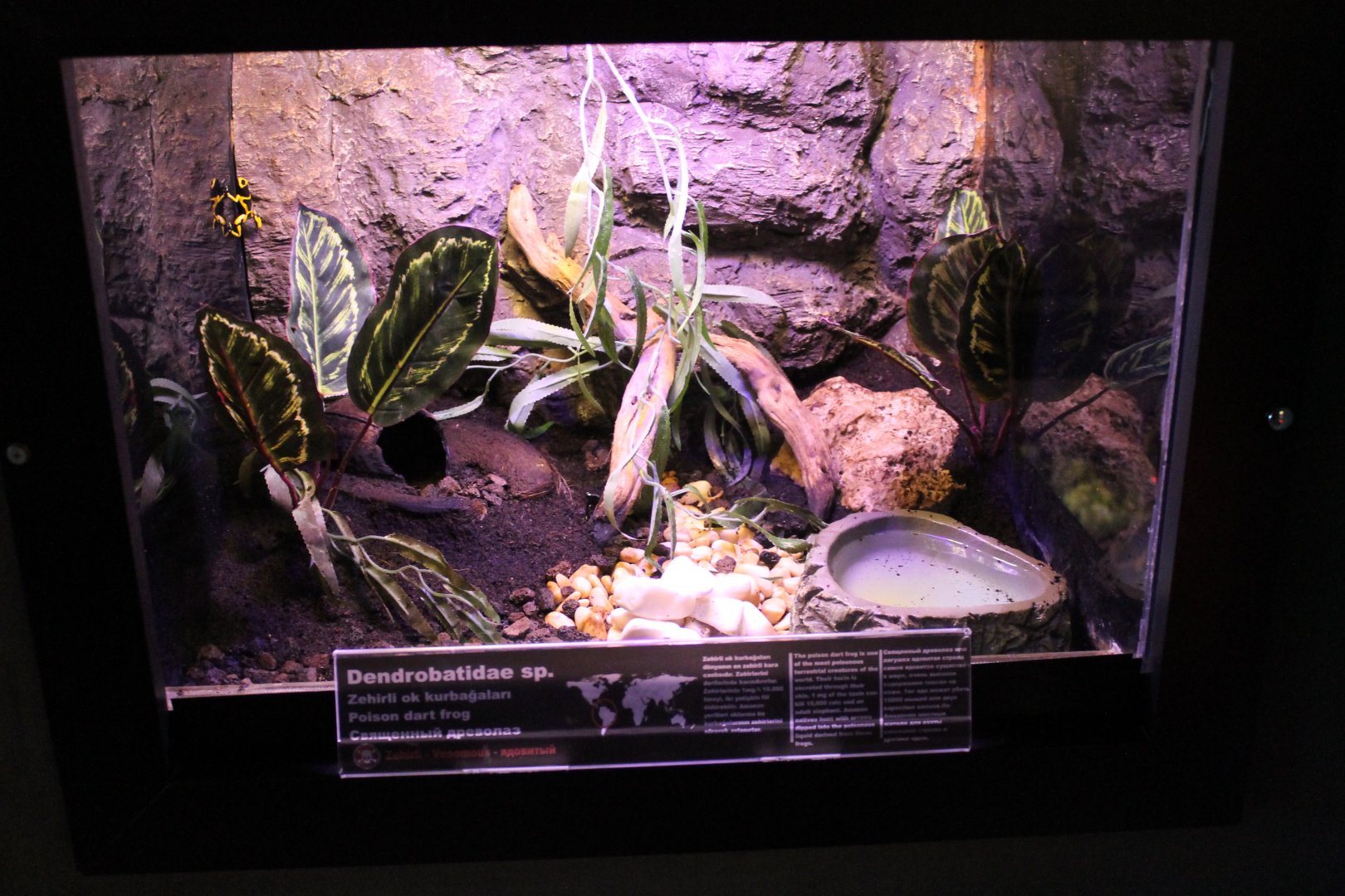 Enclosure Poison dart frog