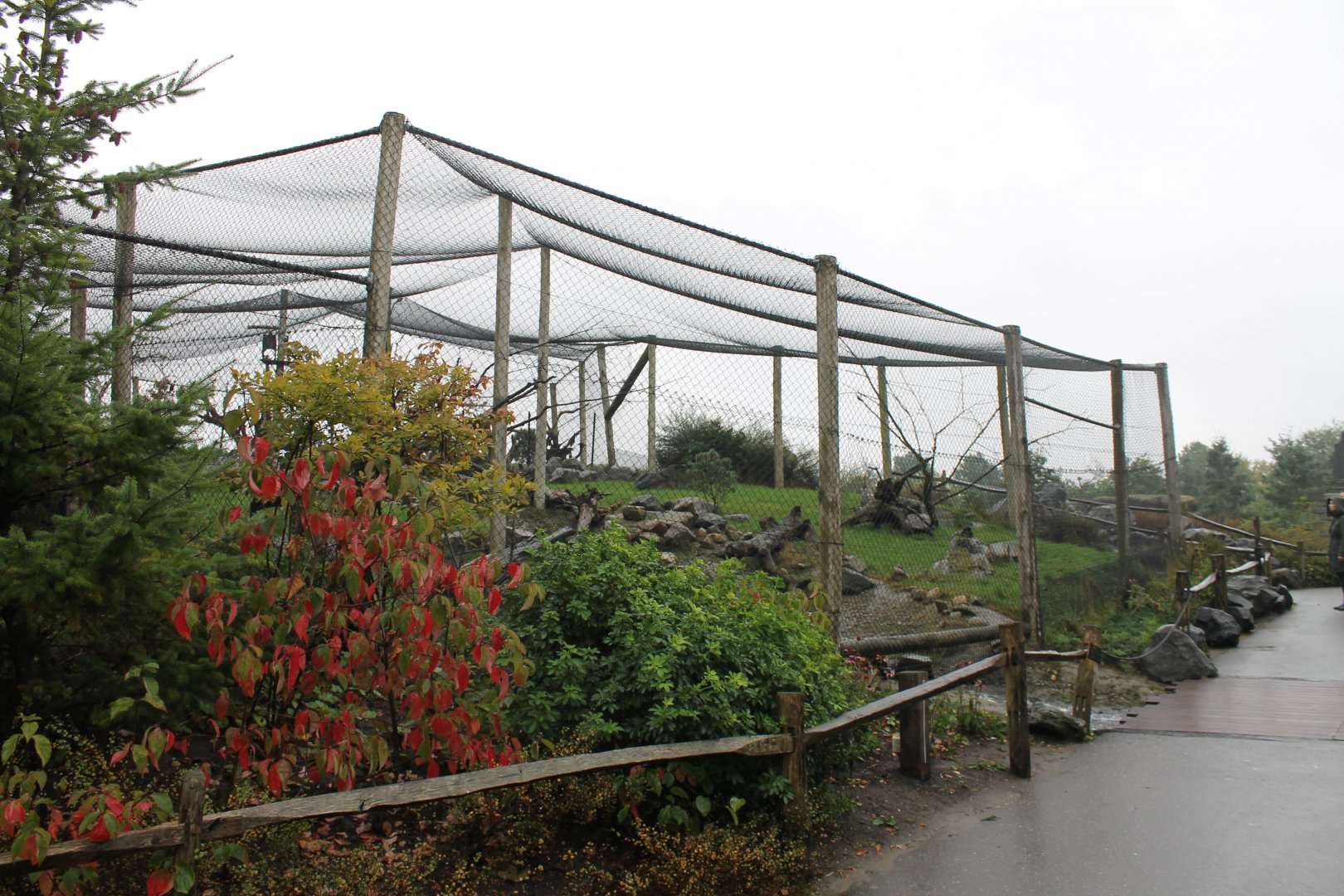 Enclosure Polar foxes