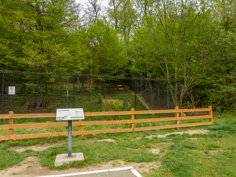 enclosure polar wolf