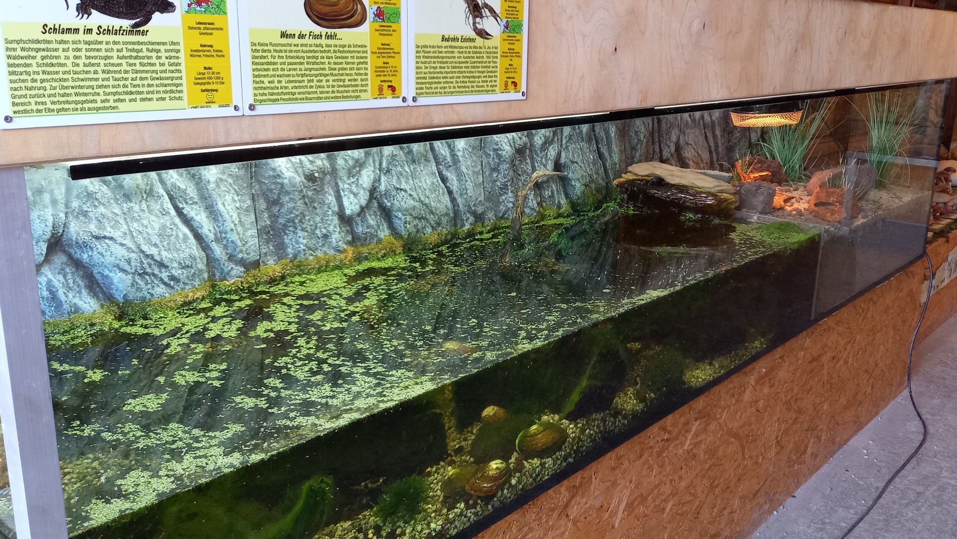 Enclosure Pond turtle - Mussel - Crayfish