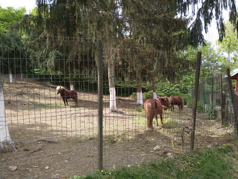 enclosure pony