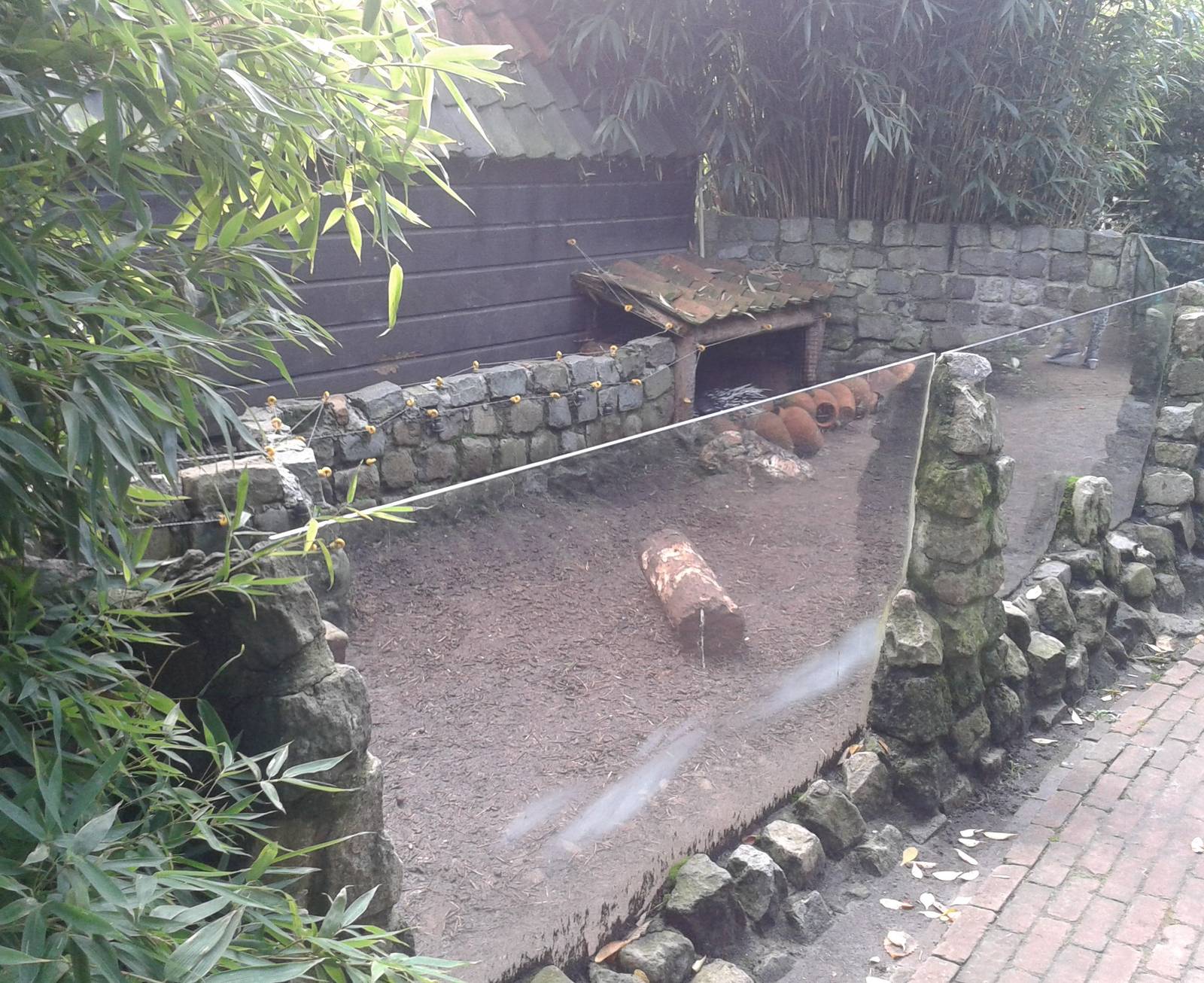 Enclosure Porcupines