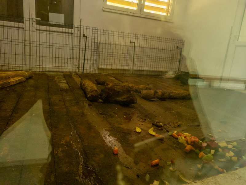 enclosure porcupines