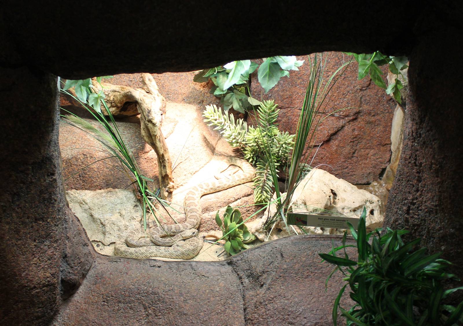 Enclosure Prairie rattlesnake