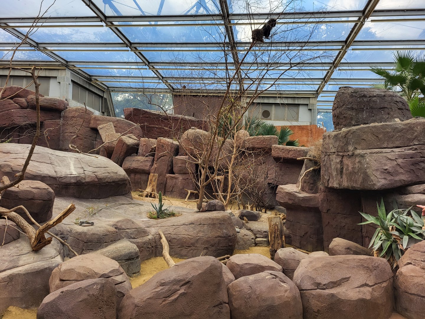 Enclosure Prairiedog - North American porcupine