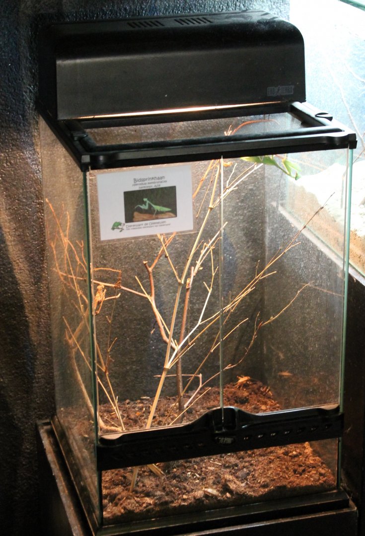 Enclosure Praying mantis