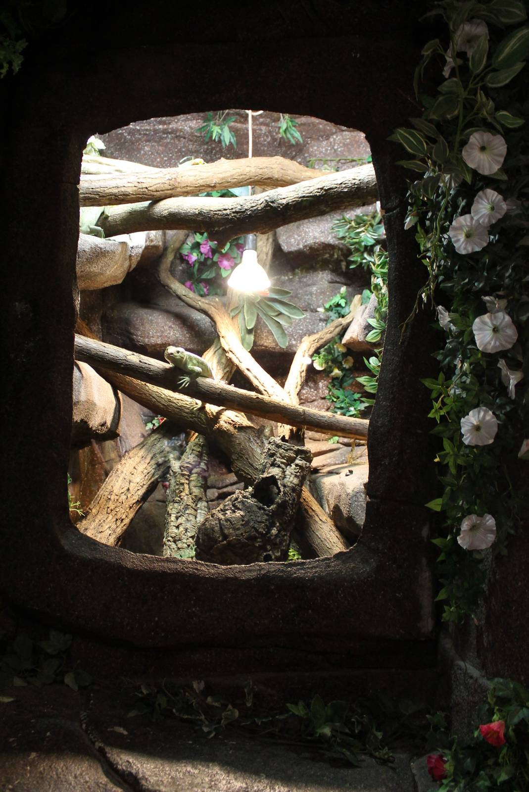 Enclosure Prehensive-tailed skink