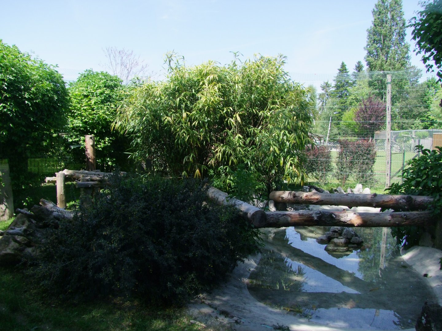 Enclosure Prionailurus viverrinus