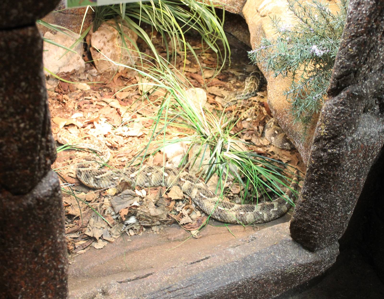 Enclosure Puff adder