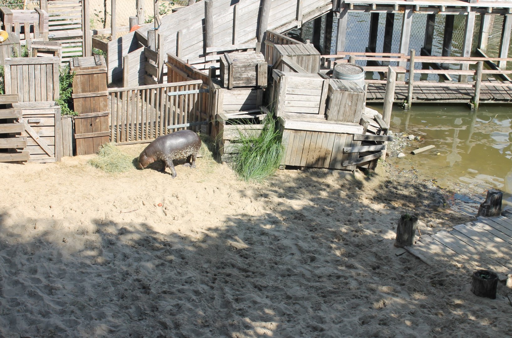 Enclosure Pygmy hippo