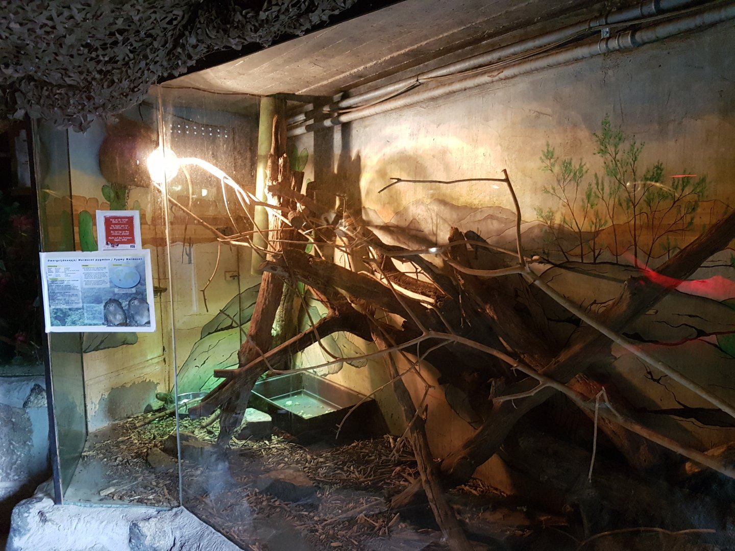 Enclosure Pygmy marmoset - Green iguana