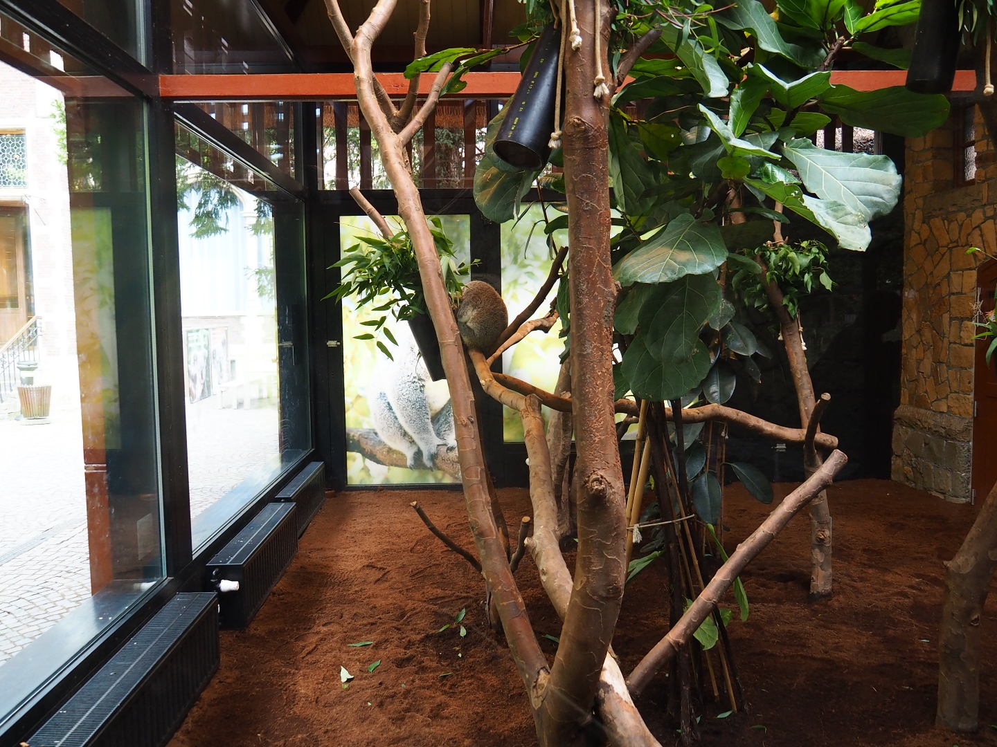 Enclosure Queensland koala