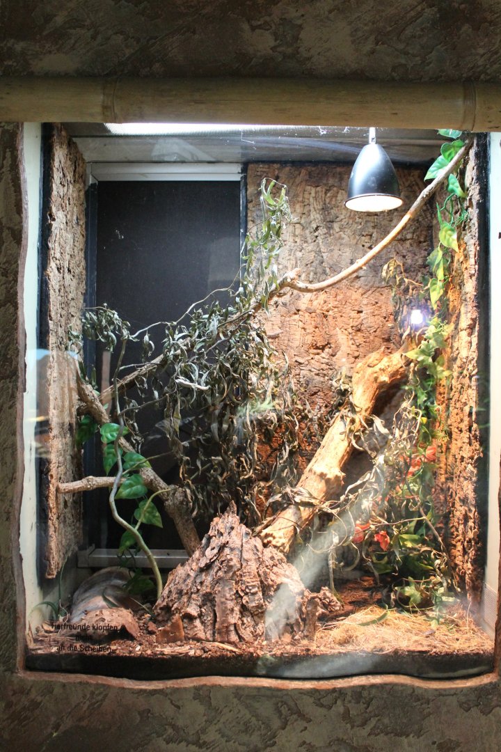 Enclosure Question-mark roach