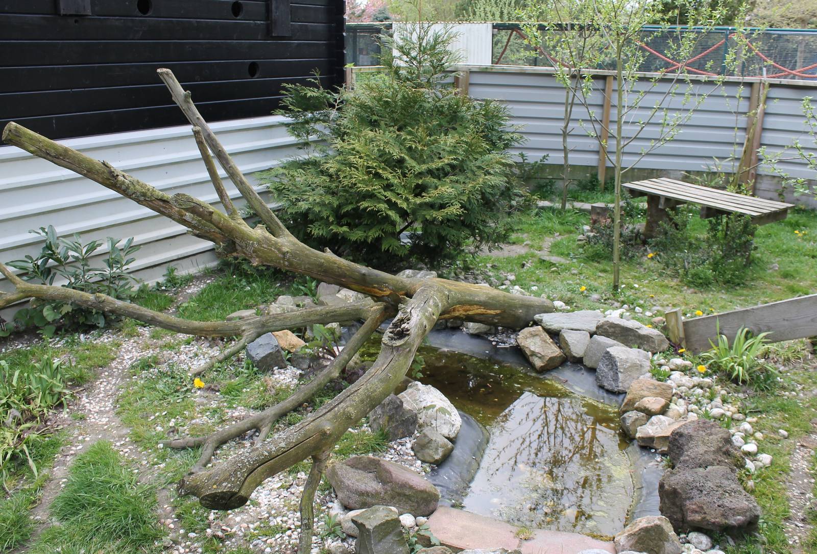 Enclosure Raccoon dog