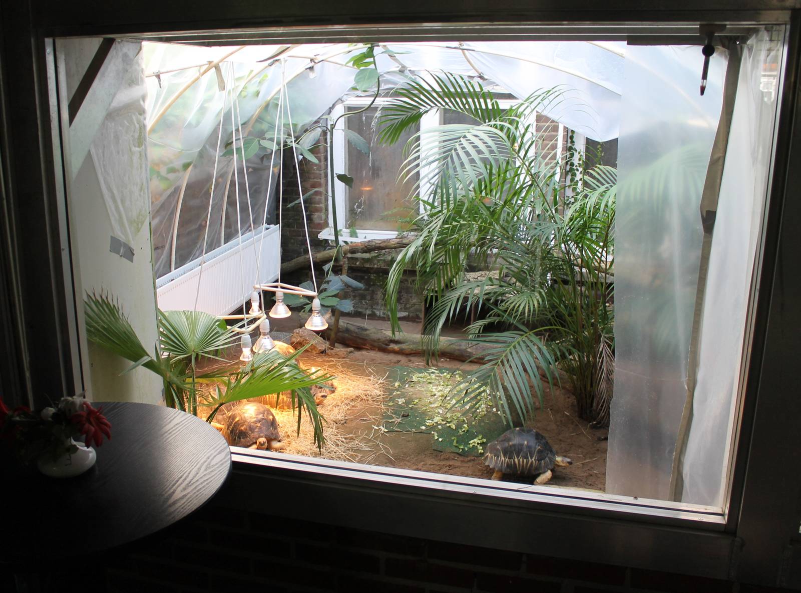 Enclosure Radiated tortoise