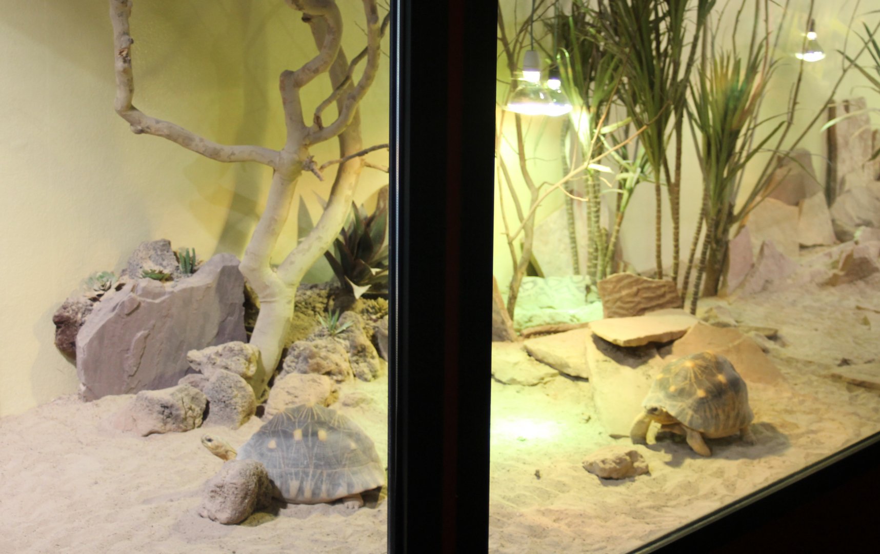 Enclosure Radiated tortoise