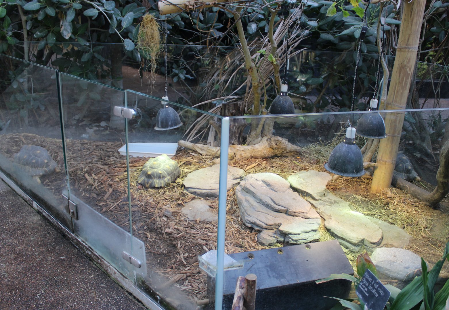 Enclosure Radiated tortoise