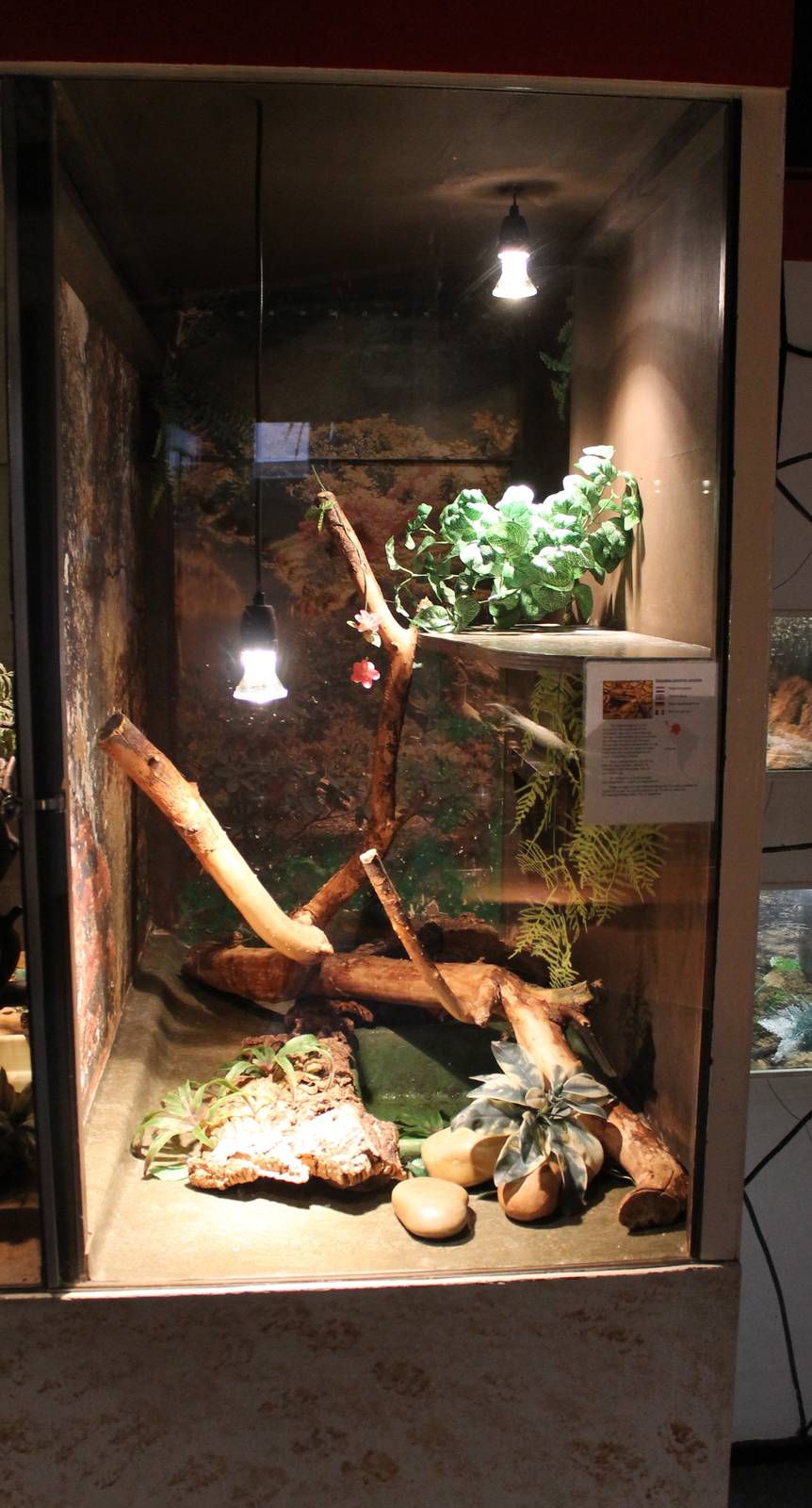 Enclosure Rainbow boa