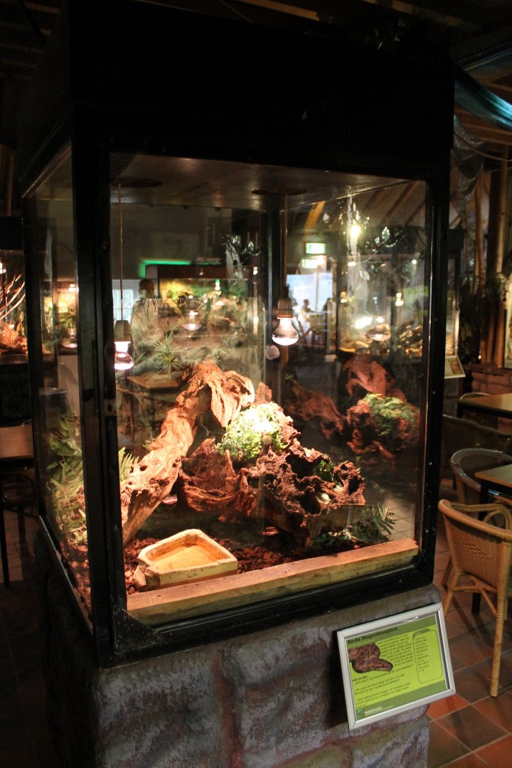 Enclosure Rainbow boa