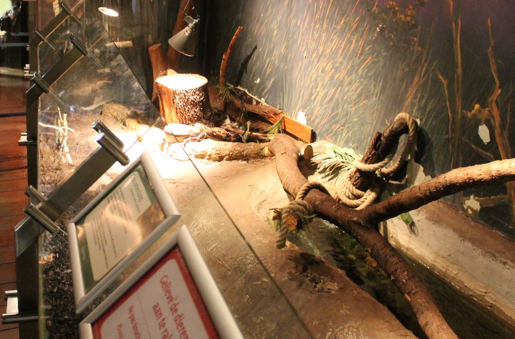 Enclosure Rat snake - Boa