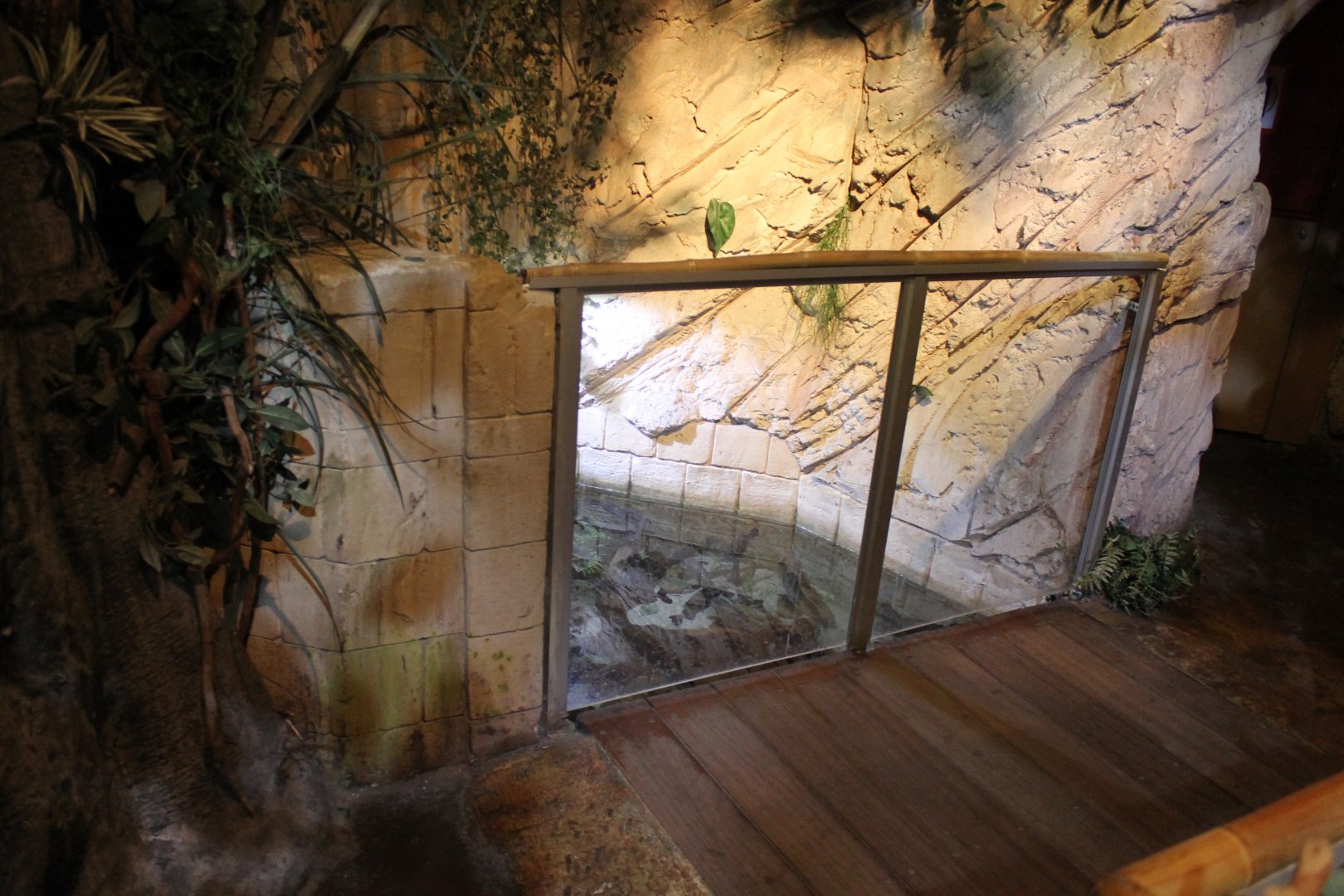 Enclosure Red-bellied-piranha